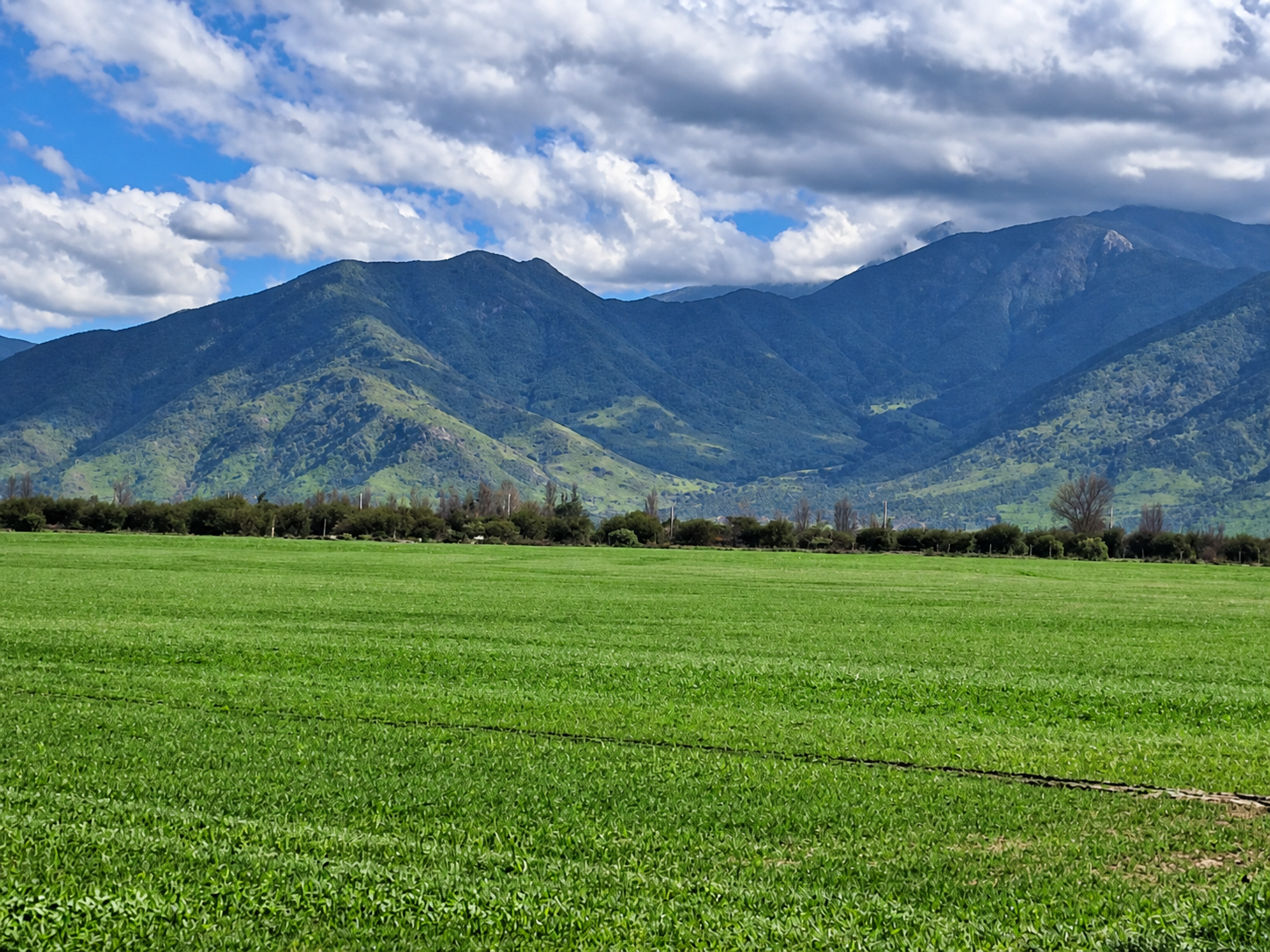 Pasto natural preparado para su instalación