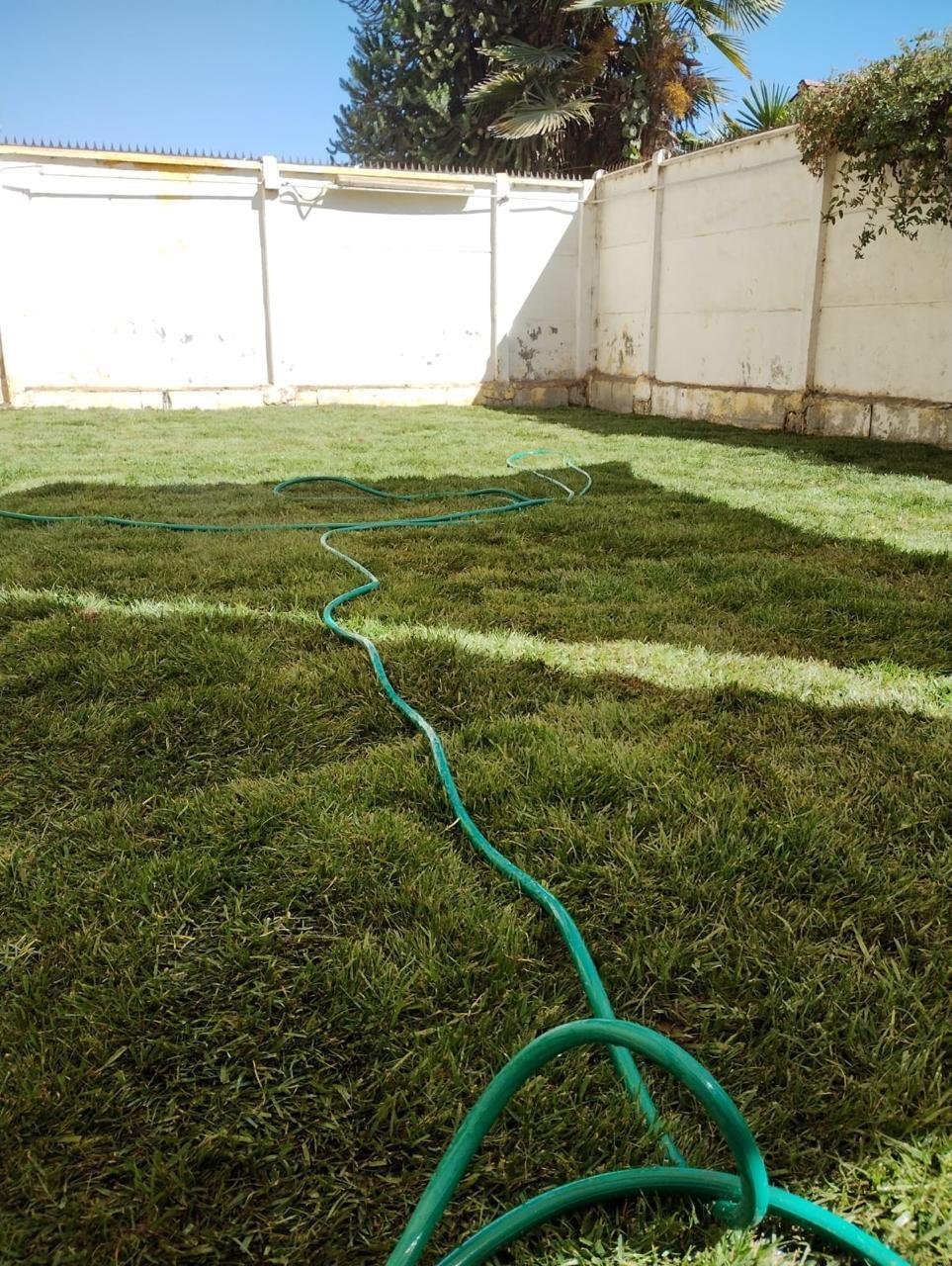 Patio con pasto natural recién instalado y regado