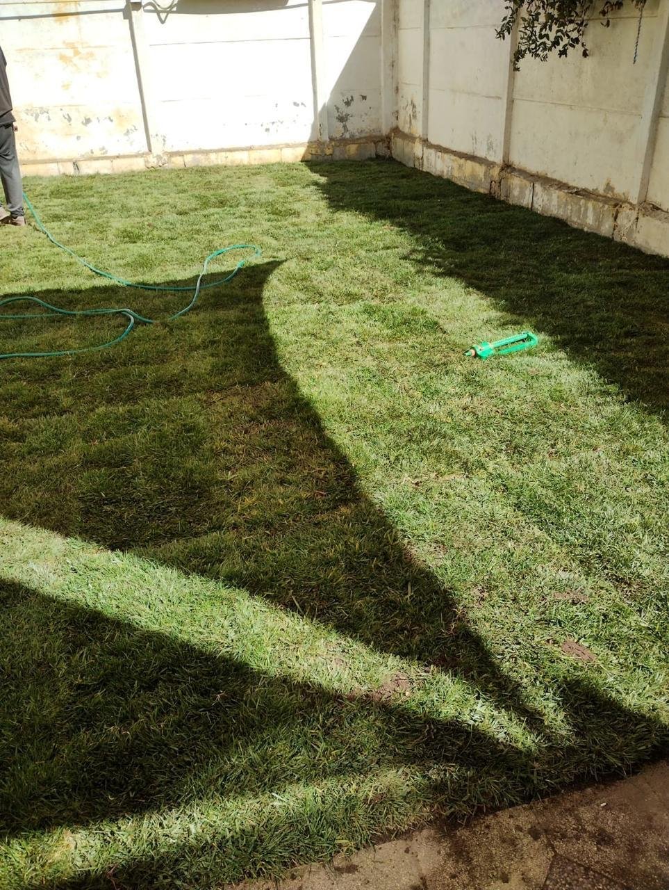 Pasto natural recién instalado durante el riego